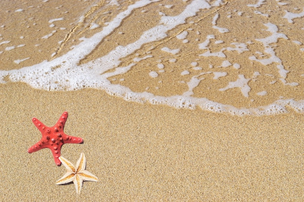 Deux étoiles de mer au bord de l'estran