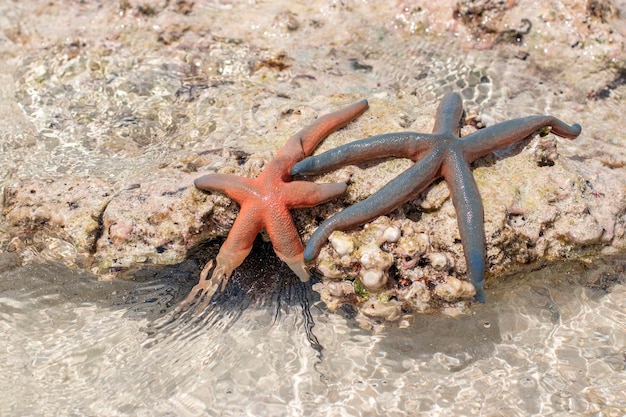 Deux étoiles de mer se trouvant sur des rochers sous-marins à marée basse Close up