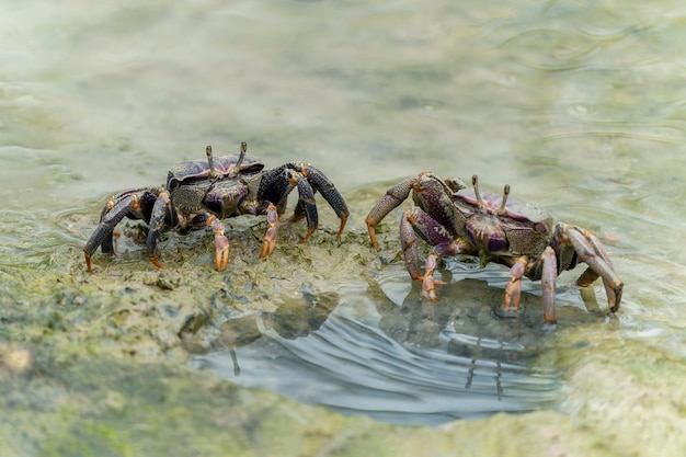 Deux femelles crabe violoniste (Uca sp.) dans la boue dans la forêt de mangrove