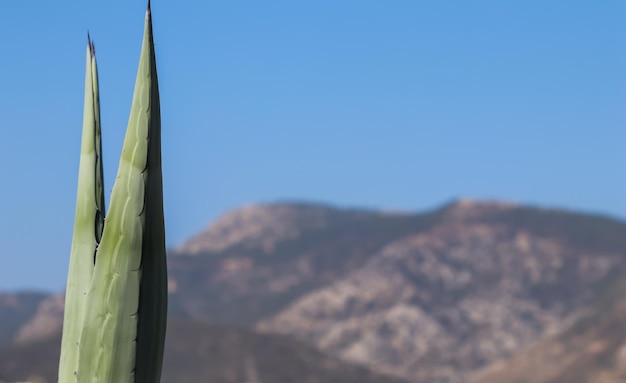 Deux feuilles d'agave pointues sur fond de montagnes et de ciel bleu Espace pour votre texte