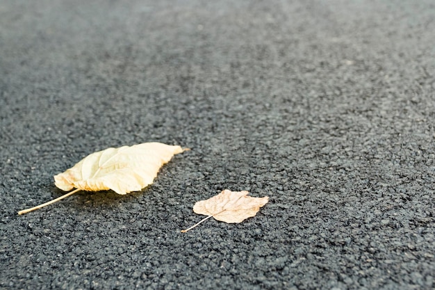 Deux feuilles jaunes sur le nouvel asphalte en arrière-plan