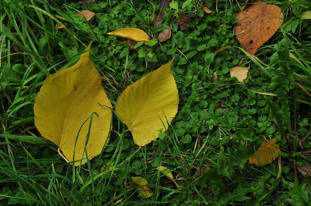 Deux feuilles jaunes sont tombées de l'arbre sur l'herbe verte. À l'automne, les feuilles jaunies tombent au sol.