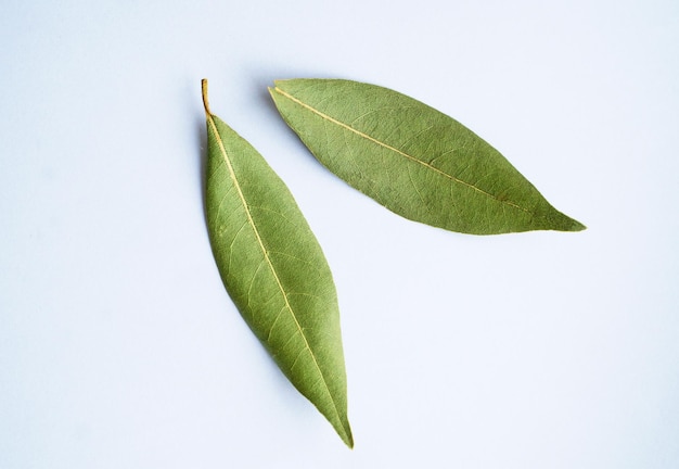 Deux feuilles de laurier séchées sur fond blanc macrophotographie