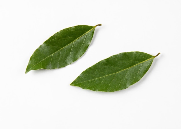 Photo deux feuilles de laurier vert frais isolées sur fond blanc feuilles de laurier sur fond blanc feuille de laurier