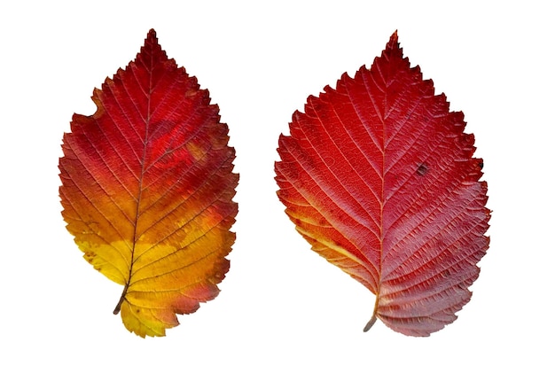 Deux feuilles d'orme jaune et rouge aux couleurs automnales