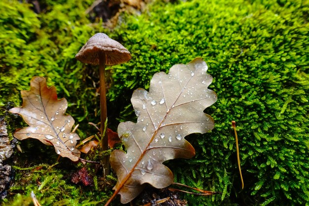 Deux feuilles avec un seul champignon sur mousse