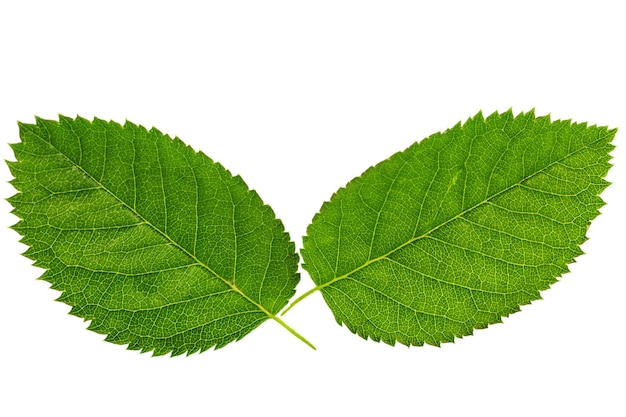 Deux feuilles vertes isolées sur fond blanc.