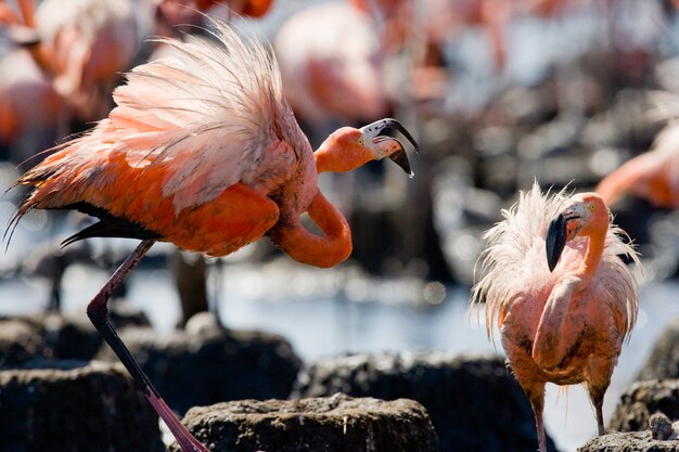 Deux flamants roses des Caraïbes jouant les uns avec les autres