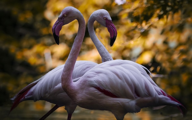 Deux flamants roses dans l'eau.