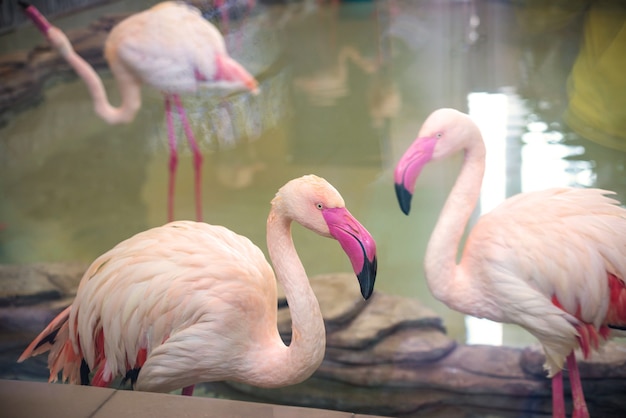 Deux flamants roses flirtent au coucher du soleil sur l'étang