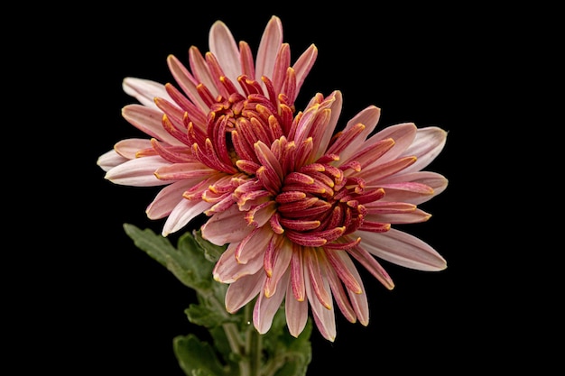 Deux fleurs de chrysanthème rose isolé sur fond noir