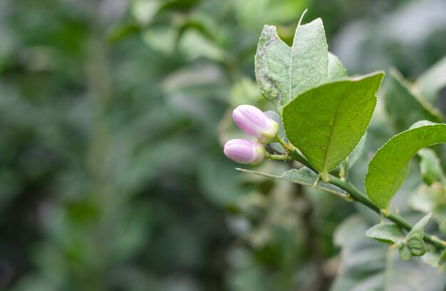 Deux fleurs de citron rose sur une branche en croissance dans le jardin avec espace de copie