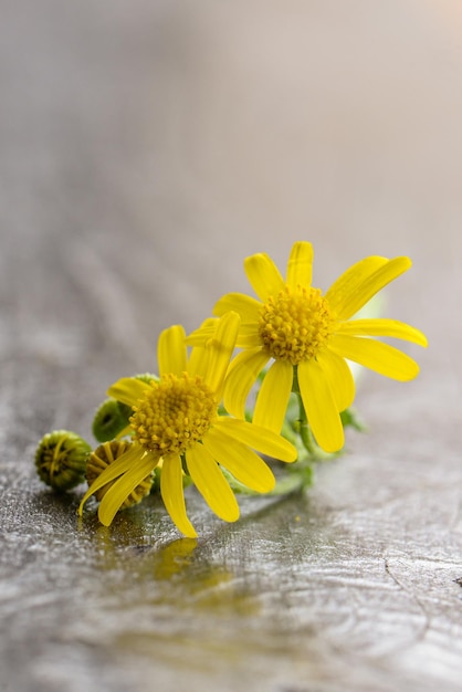 Deux fleurs jaunes sur une table