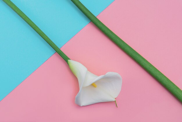 Deux fleurs de lys calla blanc sur bleu et rose