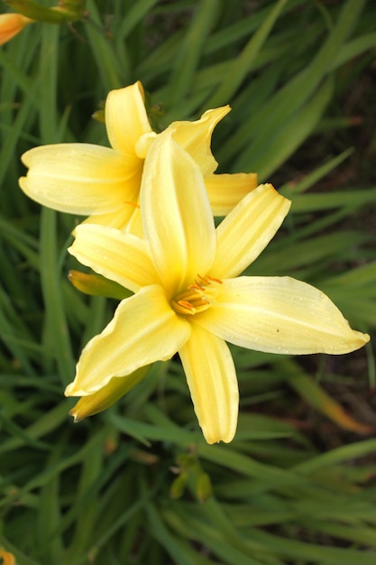 Deux fleurs de lys jaunes se cachent dans l'herbe