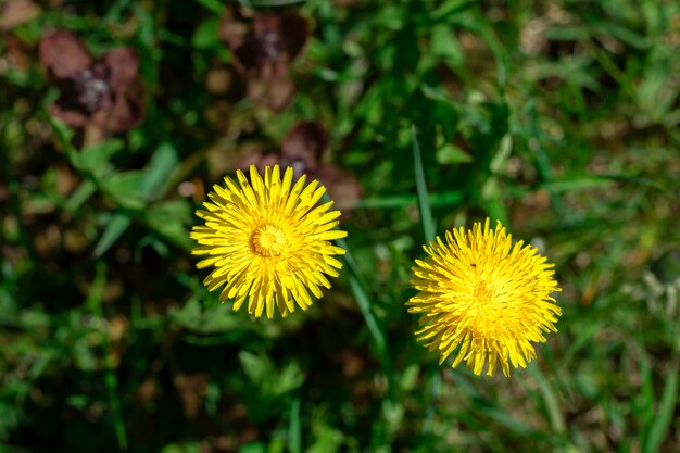 Deux Fleurs De Pissenlit Jaune Sur Le Terrain