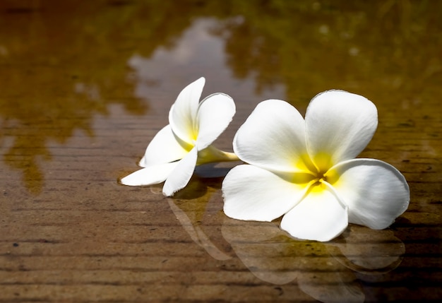 Deux fleurs placées sur l&#39;eau