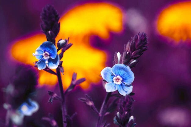 Deux fleurs Veronica Chamadris de bleu sur un fond violet jaune