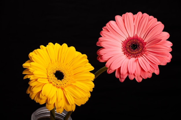 Deux gerberas jaunes et rouges isolés sur fond noir