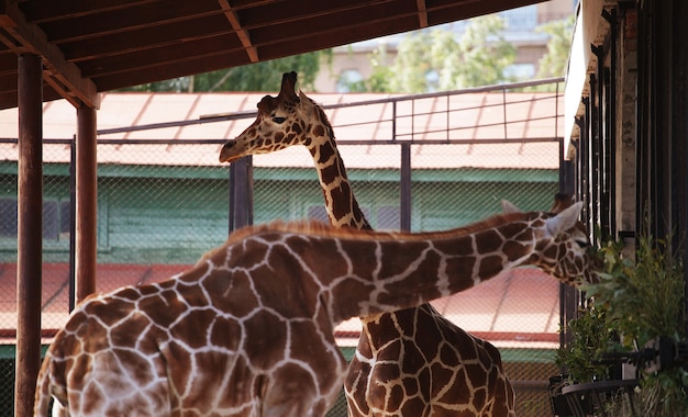 Deux girafes au zoo