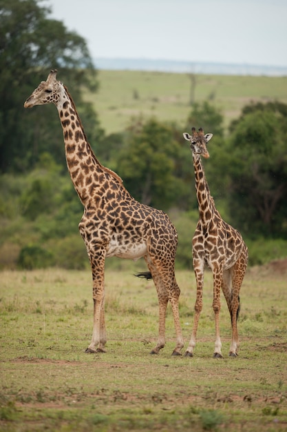 Deux girafes dans la savane