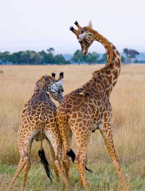 Deux girafes dans la savane