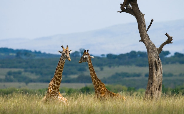 Deux girafes dans la savane