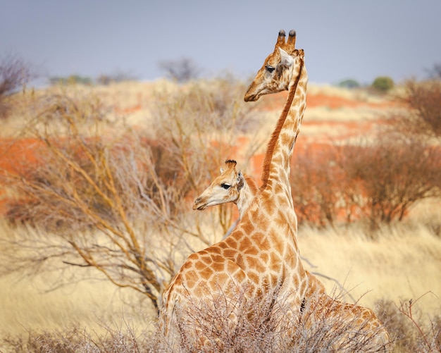 Deux girafes regardent vers le Kalahari Namibie