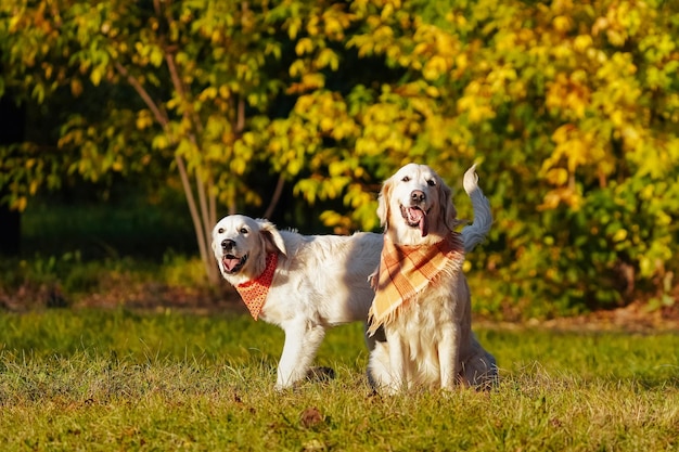 Deux golden retrievers en bandanas lumineux sont assis dans un parc à chiens d'automne