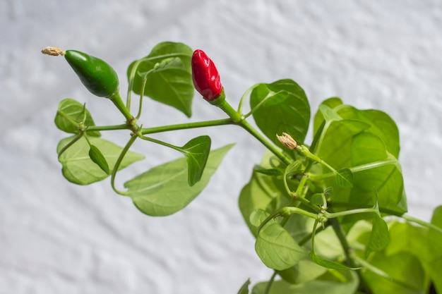 Deux gousses de poivron rouge et vert sur une branche. Fermer. fond blanc