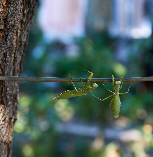 Deux, grand, vert, mante religieuse, branche, fin, haut, été