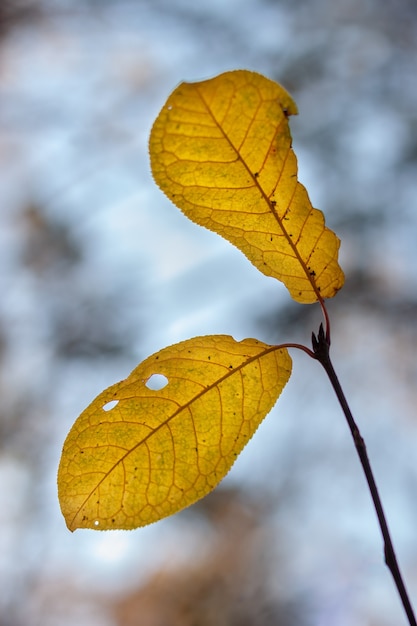 Deux grandes belles feuilles d'automne sur une branche contre un ciel bleu avec une faible profondeur de champ avec un arrière-plan flou. Verticale.