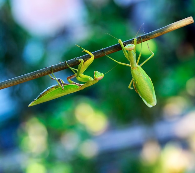 Deux grandes mantes vertes rampant le long de la branche