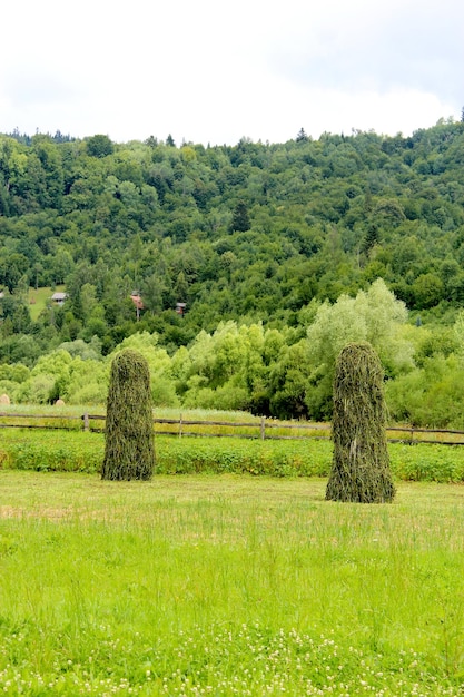 Deux grandes tontes de foin dans le village des Carpates