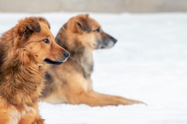 Deux grands chiens bruns se trouvent dans la neige, les chiens se bouchent de profil en hiver