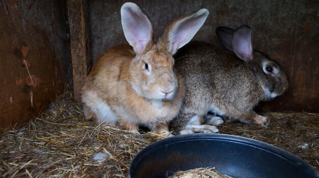 Deux grands lapins adultes assis dans une cage.