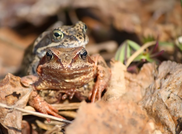 Deux grenouilles sur les feuilles pendant la saison de reproduction