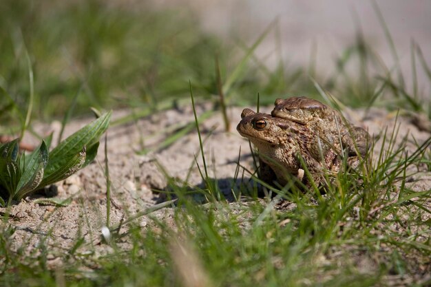 deux grenouilles pendant les fêtes de printemps parmi l'herbe verte