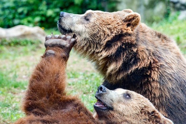 Deux grizzlis noirs en train de se battre