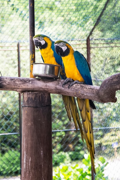 Deux gros perroquets ara bleu et or assis sur la branche dans le zoo