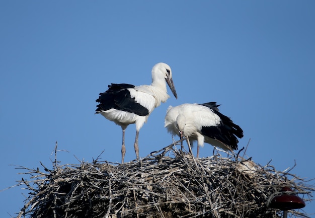 Deux gros poussins de la cigogne blanche sont en gros plan dans le nid. Les angles et les poses inhabituels des poussins sont très attrayants et exotiques.