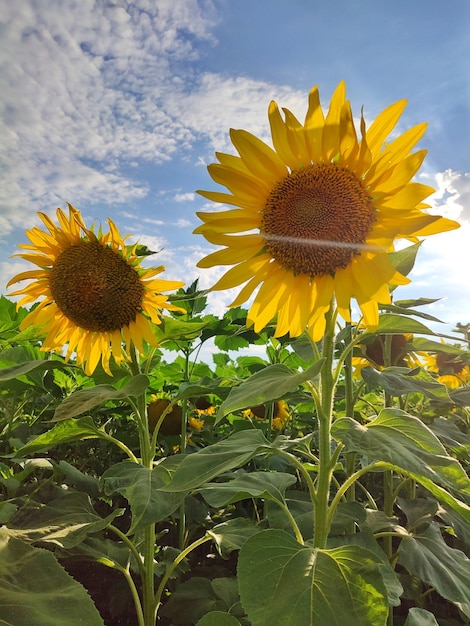 deux gros tournesols