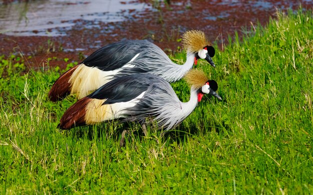 Deux grues Crone sur la rive de l'étang. SweetWater, Kenya