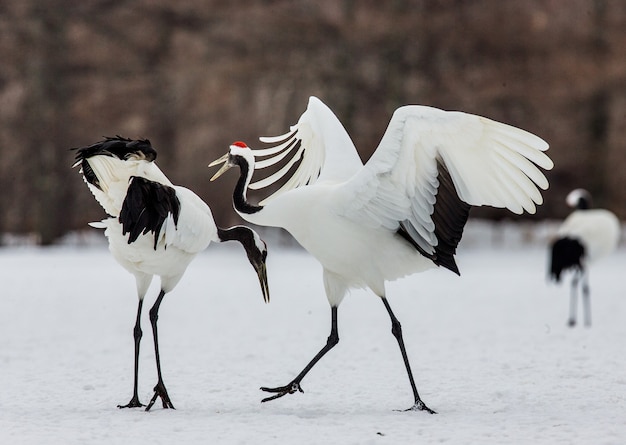 Deux grues japonaises sont debout sur la neige