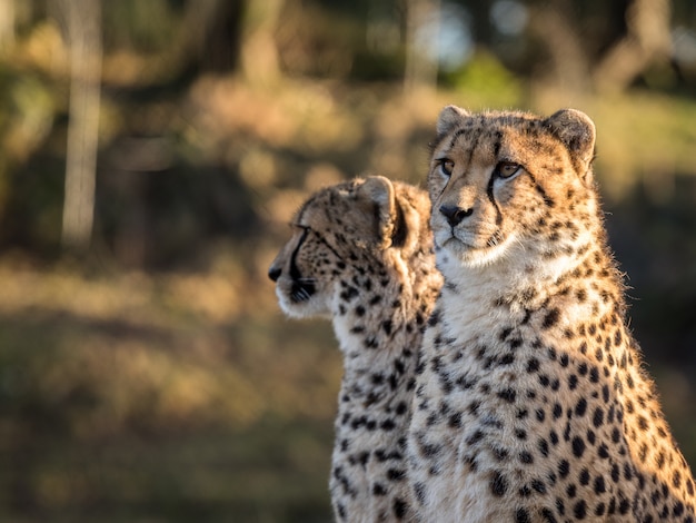 Deux guépards, Acinonyx jubatus, regardant vers la gauche