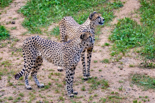 Deux guépards dans le pré