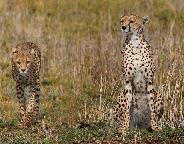 Deux guépards dans la savane.