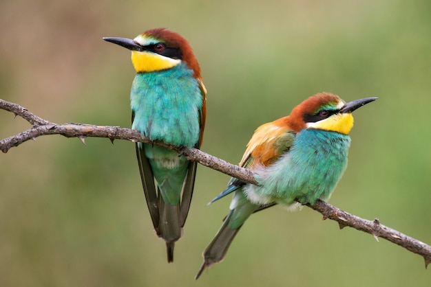 Deux Guêpier d'Europe Merops apiaster assis sur une branche