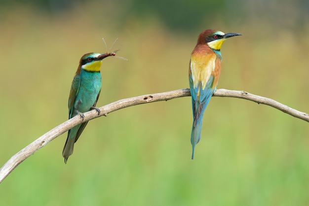 Deux Guêpiers sur une branche