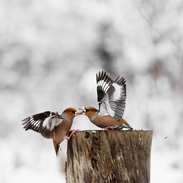 Deux Hawfinch (Coccothraustes coccothraustes) se battent à la mangeoire.